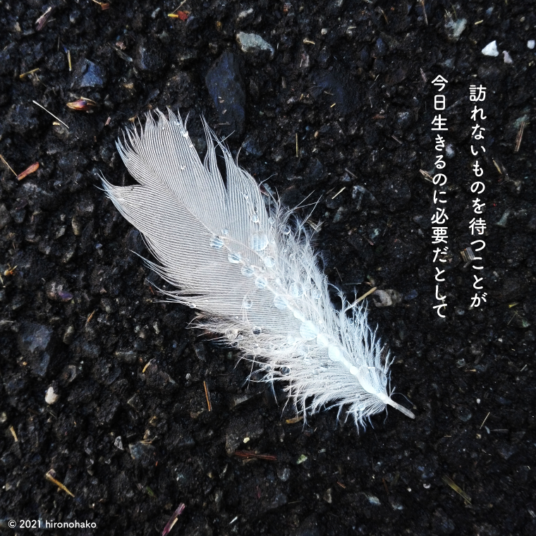 詩付きの写真：濡れたアスファルトに落ちていた一本の白い羽根