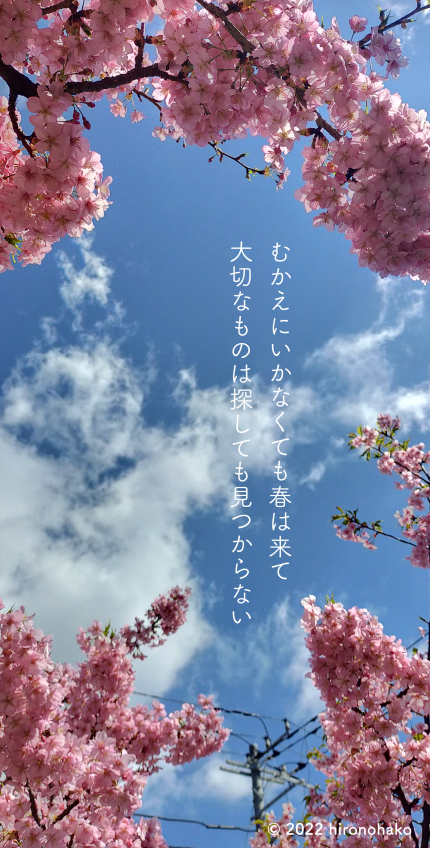 詩付きの写真：桜を見上げている。背景は青空